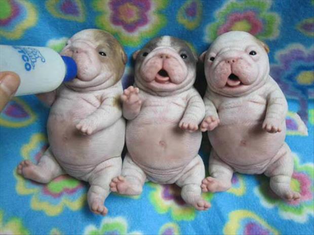 photo of three newborn puppies