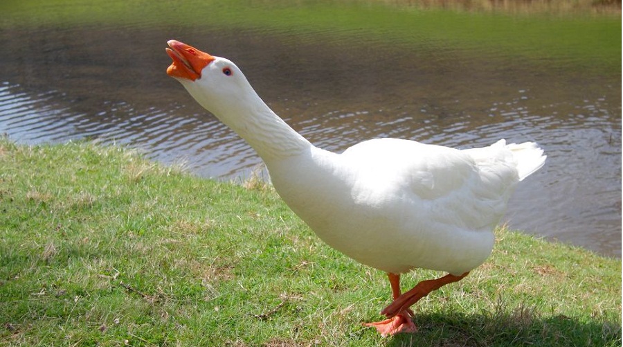 geangry_goose