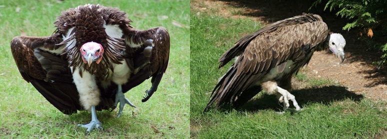hybrid vulture