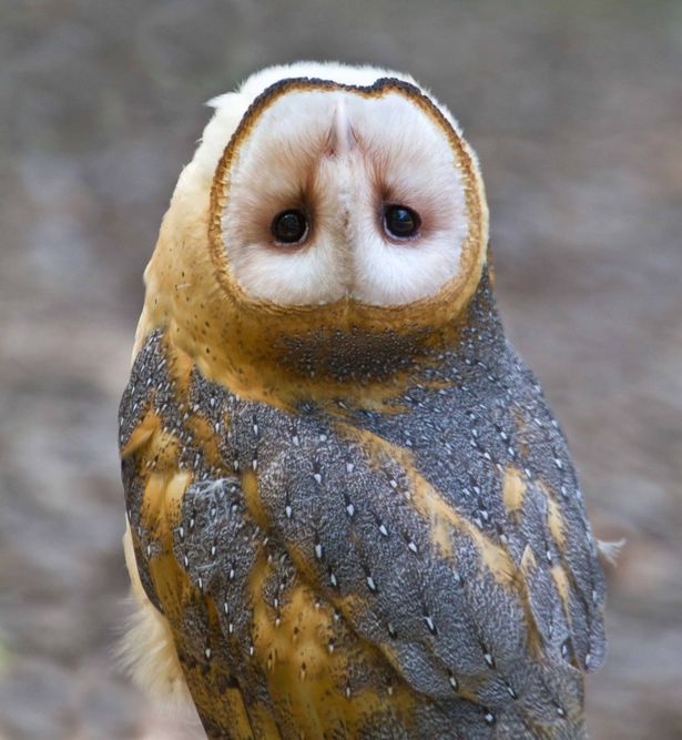 ow£££-Owl-with-an-upside-down-head