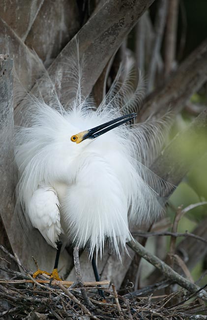 profeasnowy-egret-defending-nest-site-against-Cattle-Egret-St-Aug-FL-279T0696