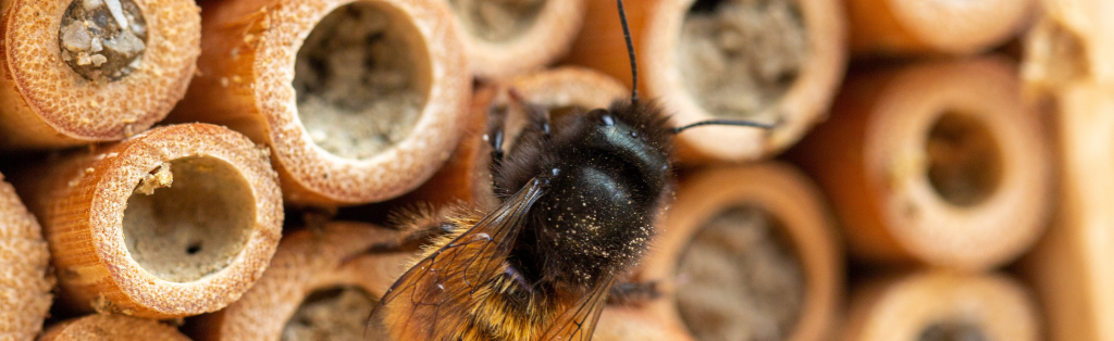 create your very own insect hotel 