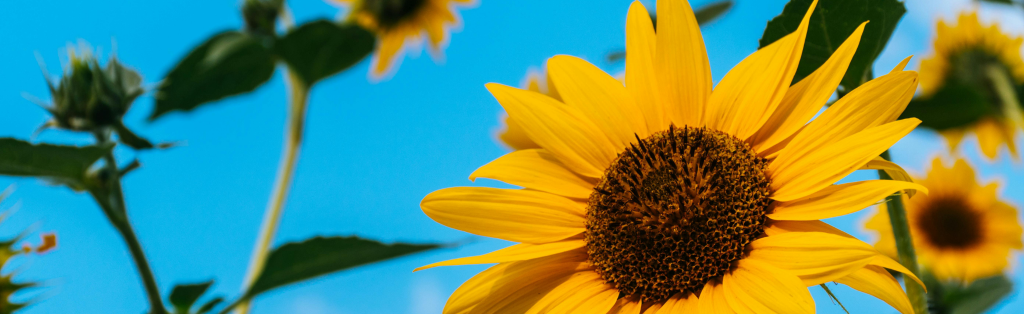 growing sunflowers with your children