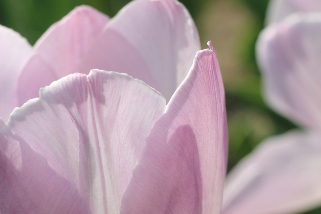 tulips, pink tulips, pink flowers