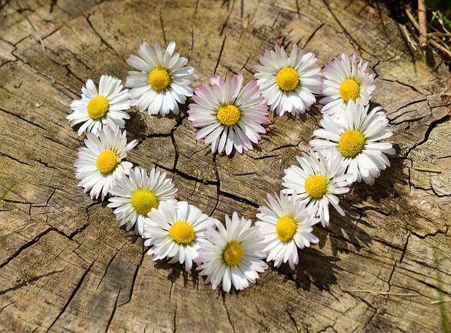 daisies, heart, flowers