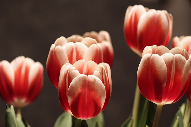 tulip flowers, plant tulips, half closed