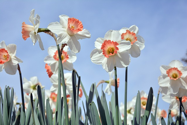 flowers, daffodil, bloom