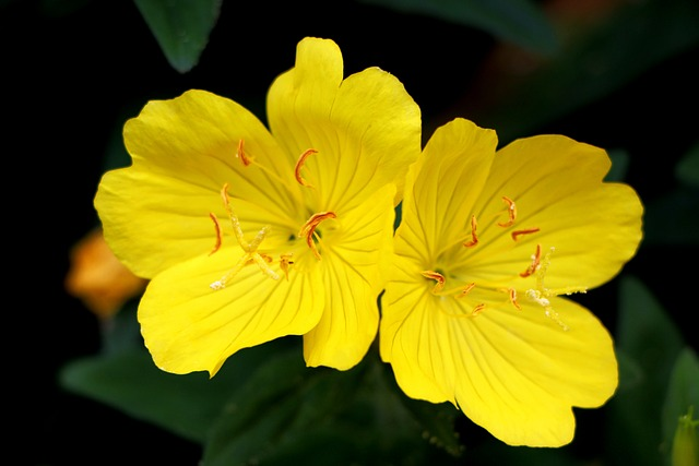 evening primrose, plant, flower