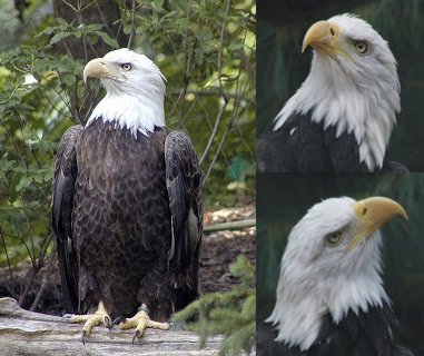 hybrid bald eagle cocky
